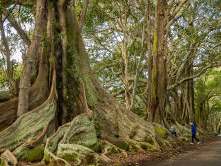 Moreton Bay Fig Trees - Norfolk Island Tourism